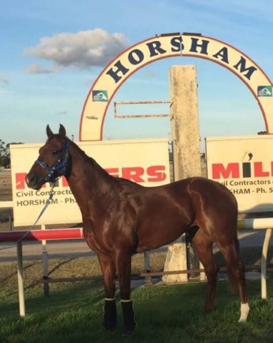 HORSHAM: Nature Strip pictured at Horsham racecourse during a stopover on the way to Adelaide. Picture: CONTRIBUTED
