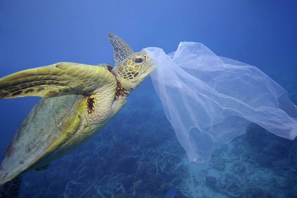 plague: A turtle investigates a plastic bag. Plastics, particularly those in our oceans, have been identified as a global threat to human and animal health. Picture: Troy Mayne