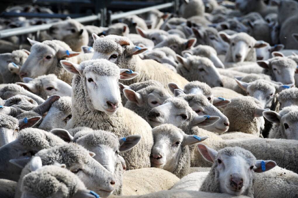 TALK: How to integrate sheep into farming systems will be discussed at Nhill this month. Picture: PAUL CARRACHER