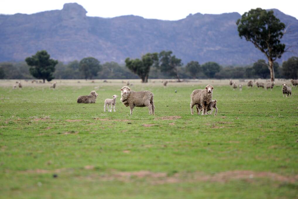 Agriculture Victoria has investigated after the unexplained deaths of six sheep on a Wimmera farm.
