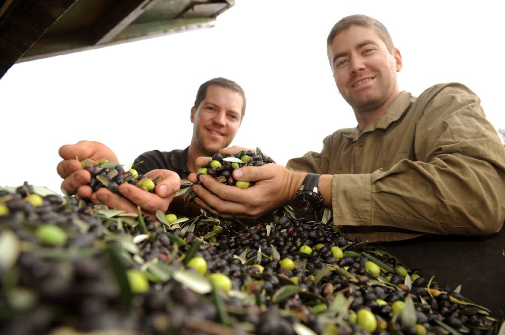 Greg and Daniel Mathews harvesting olives last year. 