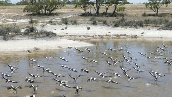 Thousands of pelicans flock to Jeparit