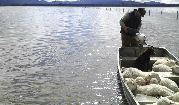 RESCUE: Willaura's Yarram Park sheep overseer Alan Campbell rescues stranded lambs from a flooded paddock with a tinny. Picture: CONTRIBUTED