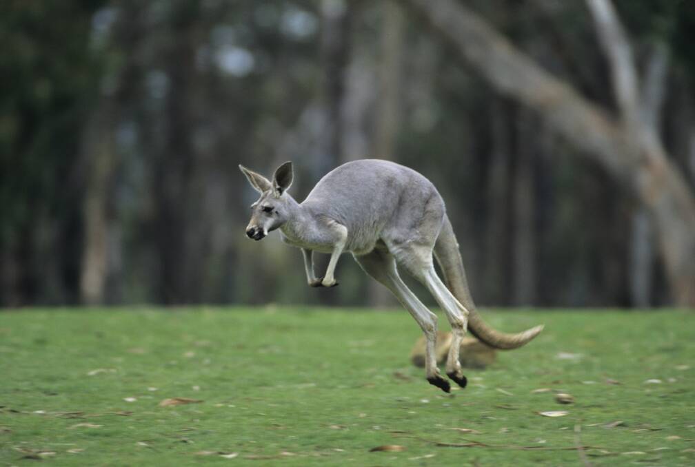 A Melbourne man has been fined $1800, while a Goroke man will face court in June after they shot and beat kangaroos.