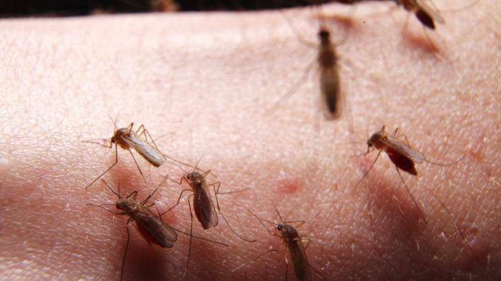 Increase in mosquito numbers caused by heavy rain. Photo: Nick Moir