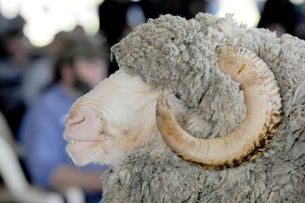 Victorian Farmers Federation St Arnaud branch will host an information day about the sheep industry on March 31.