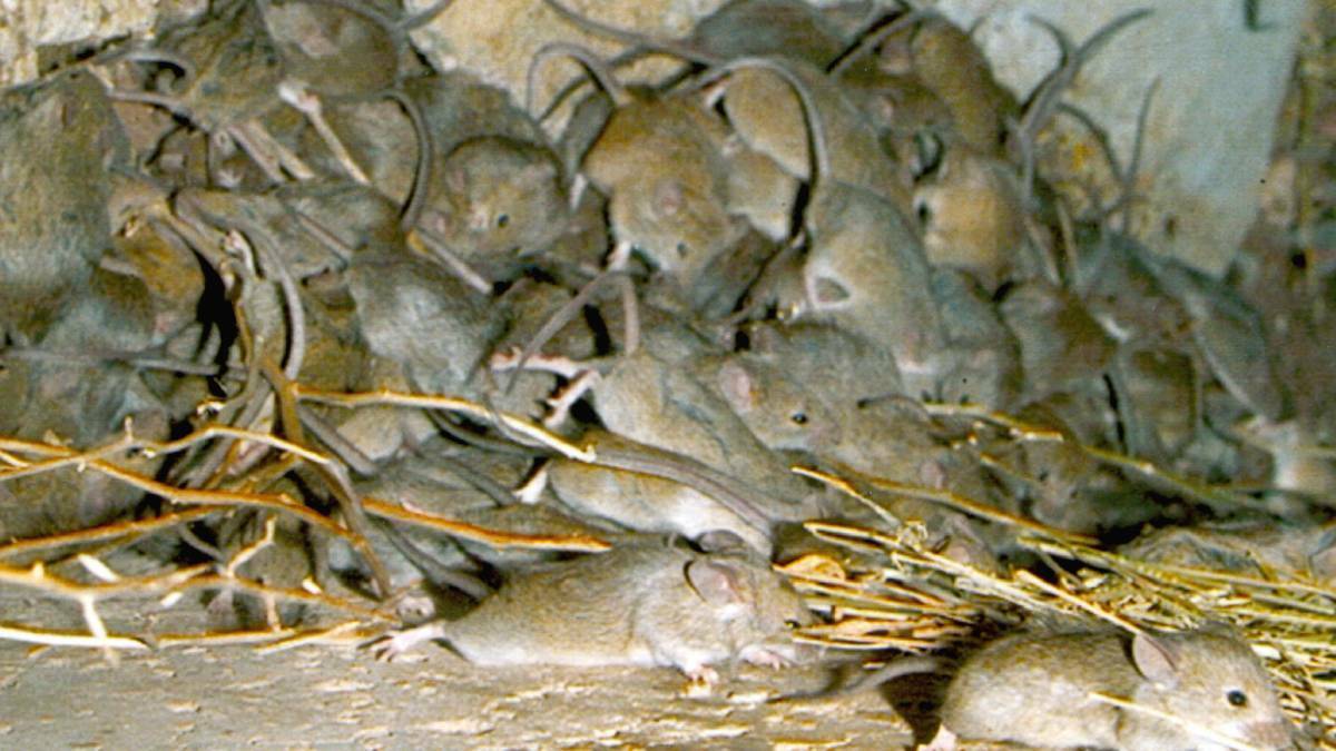 Mice warning for Wimmera farmers