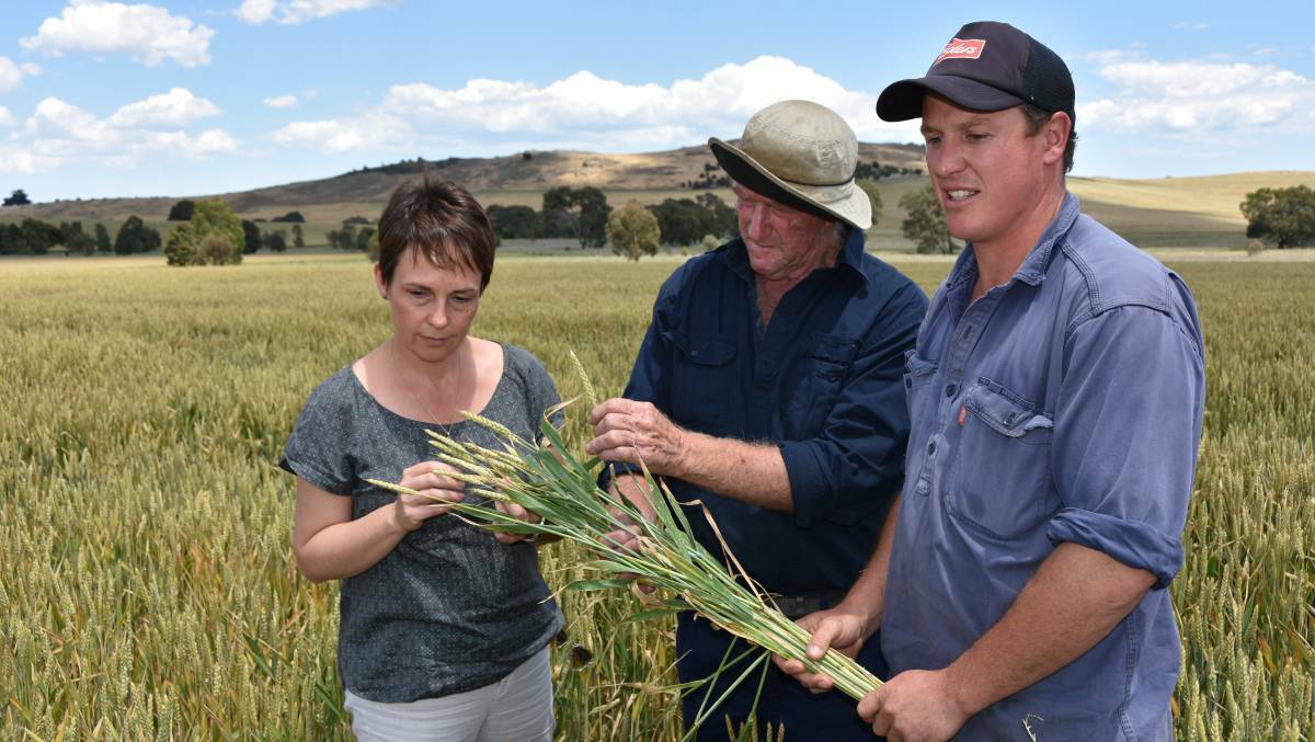 AMAGE: Agriculture Minister Jaala Pulford inspects frost-damaged wheat with growers Bruce McKay and Andrew Laidlaw at their Ararat property. Picture: ANDREW MILLER