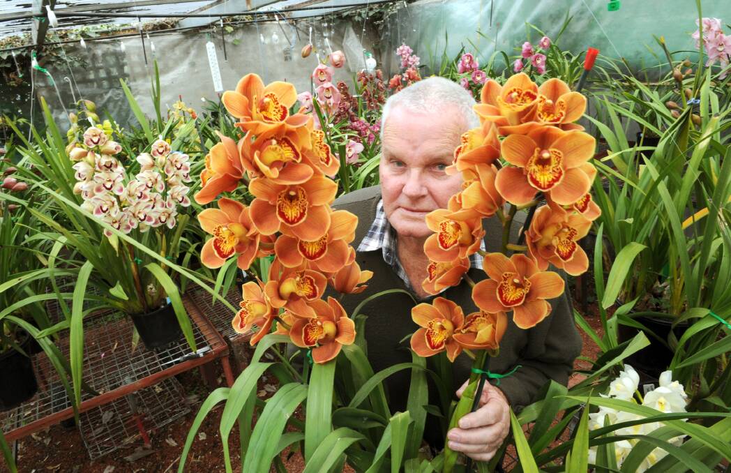 READY: Stawell Orchid Society committee member John Walsh with his orchids that will be on show at the weekend. Picture: PAUL CARRACHER