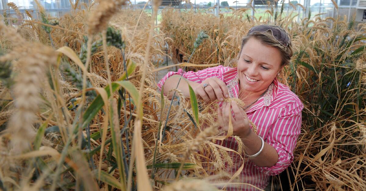 GLASSHOUSE: Kate Cross inspects wheat at Bayer CropScience at Longerenong. Pictures: PAUL CARRACHER