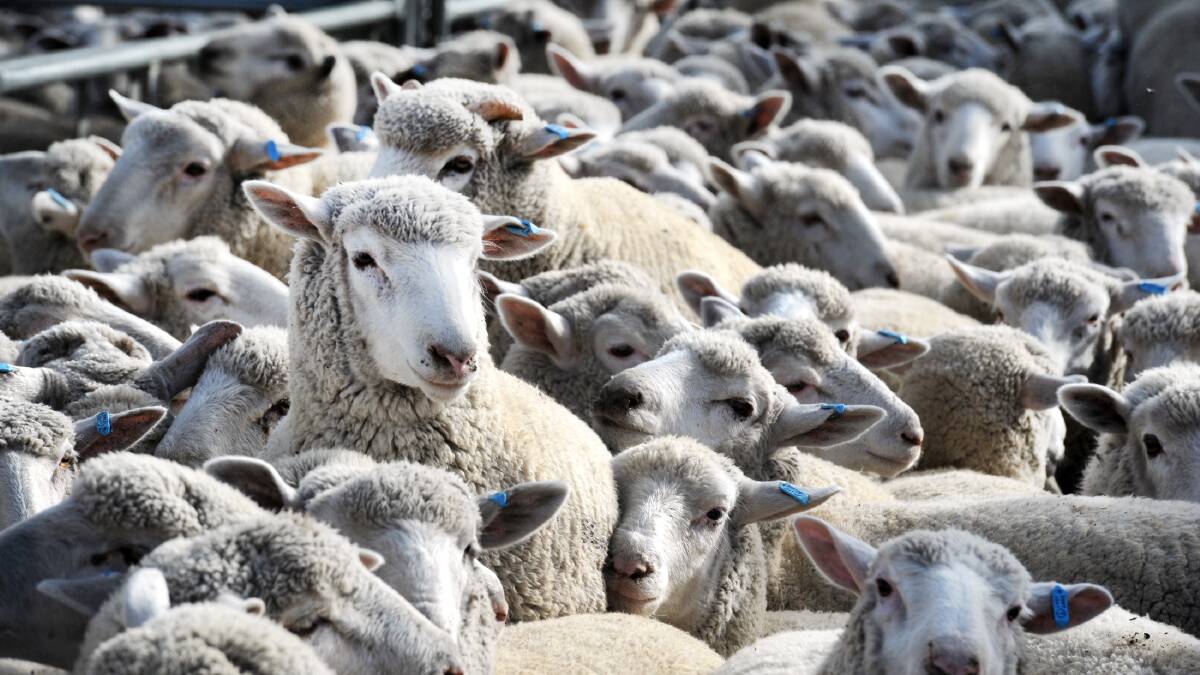 Sheep and wool prices finish year on a high