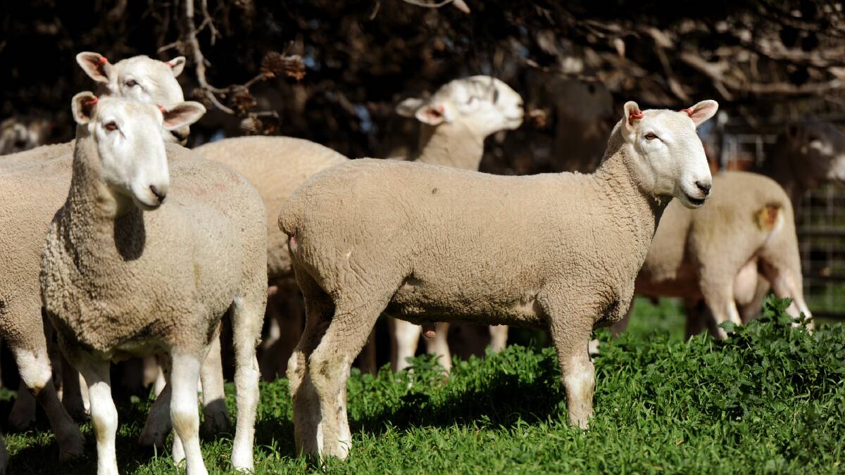 Rangers investigate third Horsham sheep attack