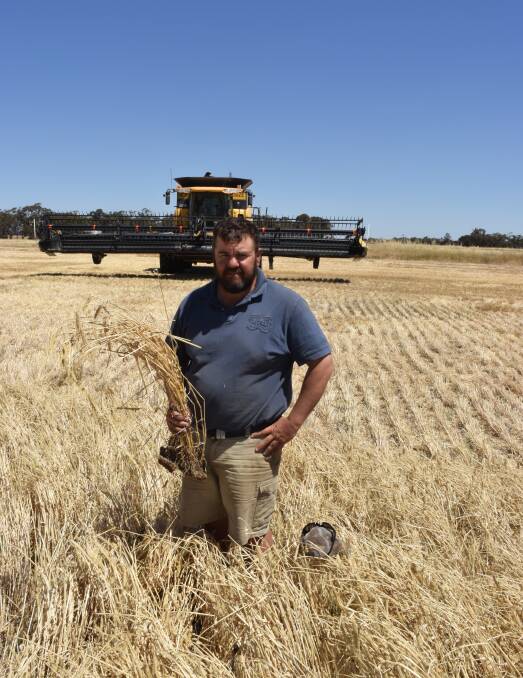 PADDOCK: Wallup farmer Daniel Keam harvests barley last week. He said he had some issues with black tipping. Picture: GREGOR HEARD