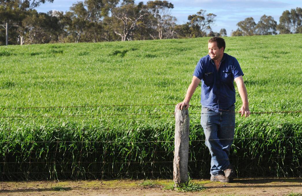 POTENTIAL: Natimuk farmer Brian Klowss in his barley crop. Wimmera agronomists believe the region is heading towards a strong harvest. Picture: PAUL CARRACHER