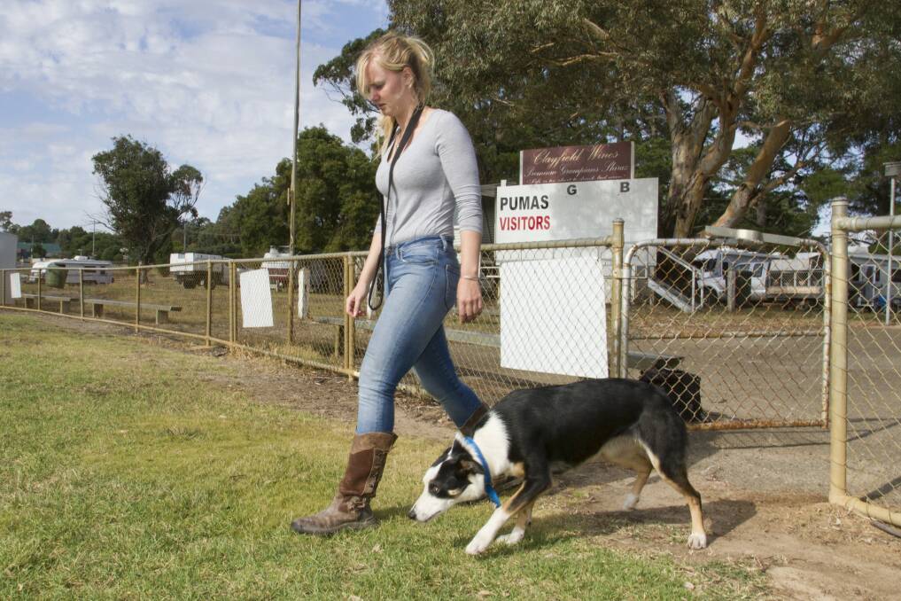 The state's top sheep dogs have arrived in Moyston to compete at the oldest trials in Victoria.