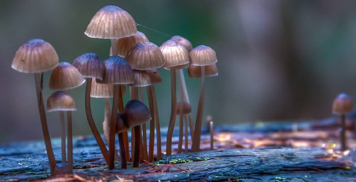 MAGICAL: Fairies playground was taken by Carol Jones and topped the Fungi category in the 2016 Wimmera Interclub Photographic Competition.