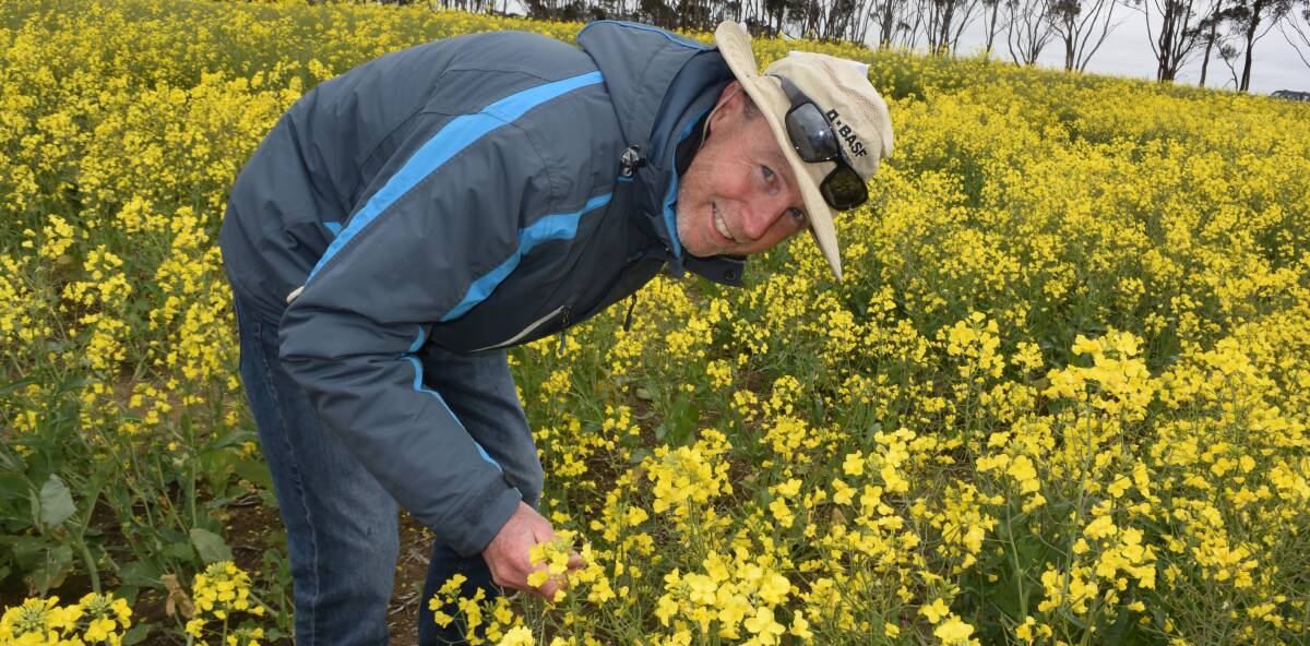 TOP CROP: Canola pathologist Steve Marcroft inspects a field.