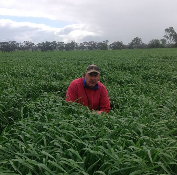 LOOKING FOR WINDOW: Michael Weckert in the oaten hay grown at his Mundulla, South Australia property. About 400 hectares have been sown for hay production. 