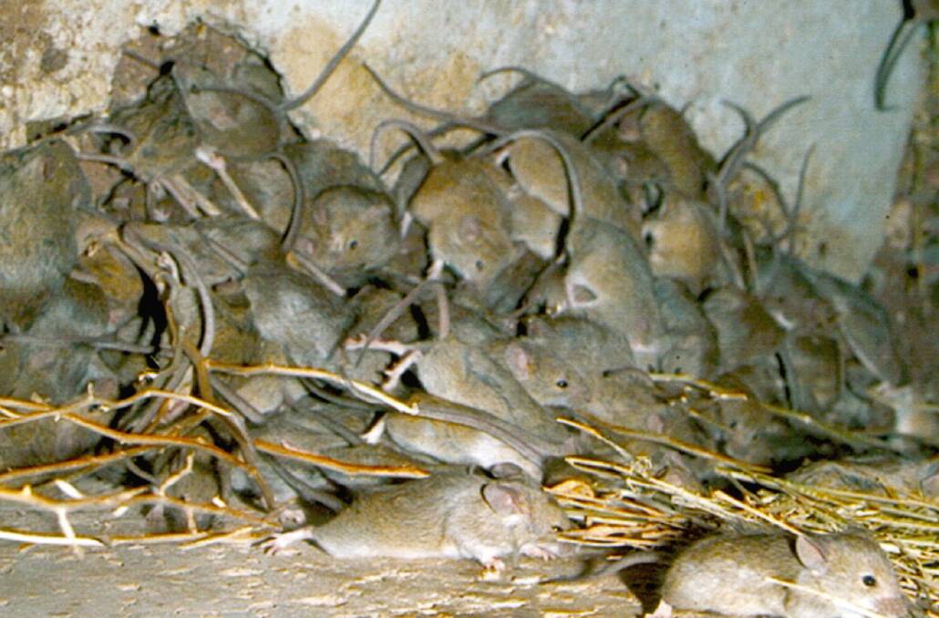 Farmers are finding it hard to source mouse bait to control rising rodent populations. 