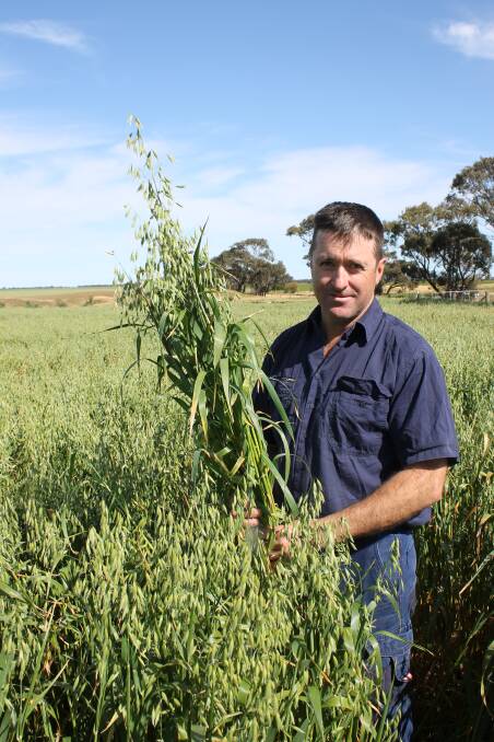 CHERRY ON TOP: Cameron Penny of Warracknabeal in a paddock of Wintaroo oats originally designated solely for grazing, but now slated for a hay cut.