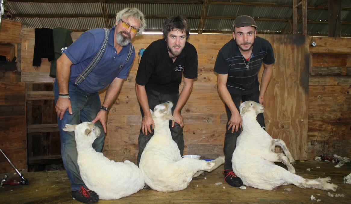 SKILL: Michael Churchouse, Allan Oldfield and Danny Wilson take time out from crutching at the Murdoch family's property 'Flynns' at Apsley to give a blade shearing demonstration. 