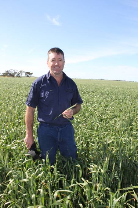 Cameron Penny, Warracknabeal, in a paddock of Elmore variety wheat. He said the crop still had good potential and is hoping for a solid October rain to allow it to achieve its full yield potential.