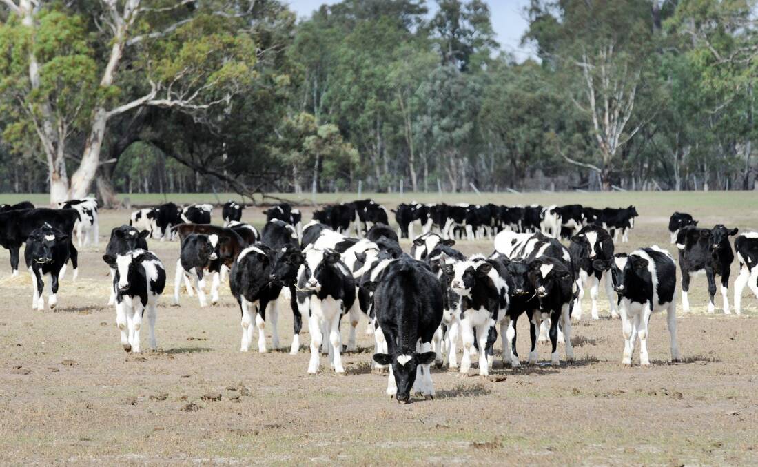 RELIEF: Coles has announced a $1-million support fund for dairy farmers. The move has been welcomed by the Victorian Farmers Federation. Picture: PAUL CARRACHER
