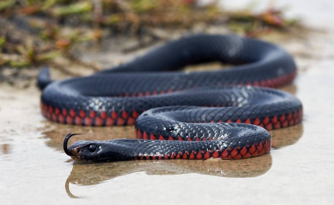 TARGET: A red-bellied black snake. Native wildlife is under enormous pressure in its race for survival. 