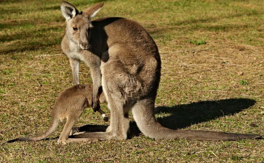 AUSSIE ICON: Member for Lowan Emma Kealy has called for a cull of the kangaroo population in the Wimmera. Picture: CONTRIBUTED