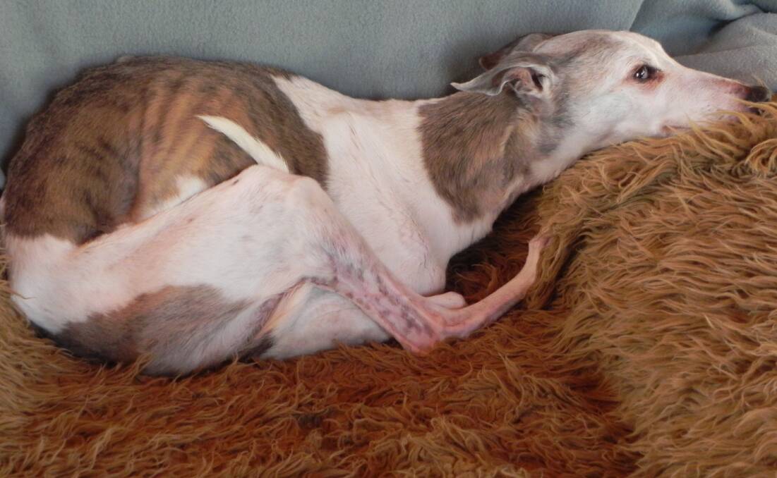 COMPANION: Keith Lofthouse's beloved whippet Brooke was a companion and friend. She died midway through November. Picture: CONTRIBUTED