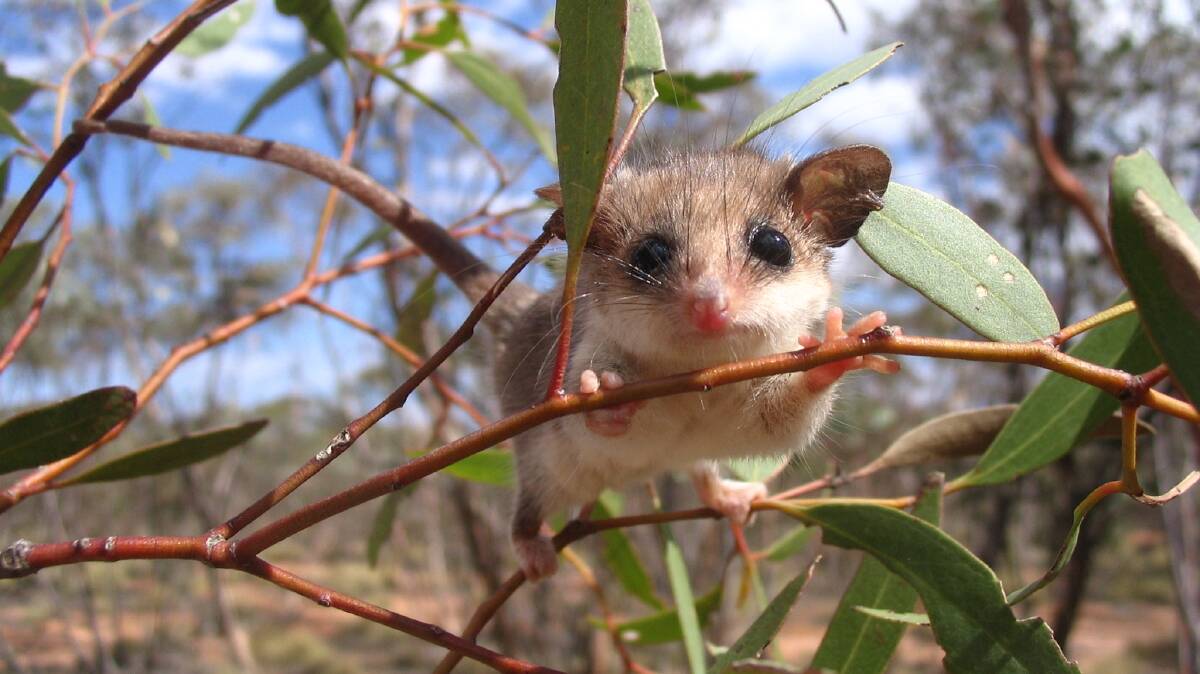 The Western Pygmy Possum was a beneficiary of last year’s Nancy Millis Science in Parks Award project that investigated how plants, animals and their habitats respond to and recover from fire.