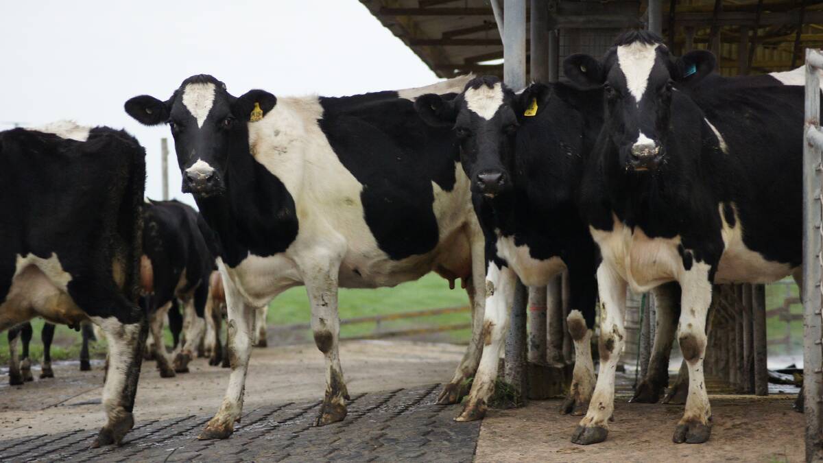 Public empathy strong for dairy farmers in crisis
