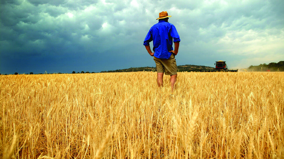 WHEAT HIT: The El Nino has hit Victorian crops in the Wimmera and Mallee region hard. 