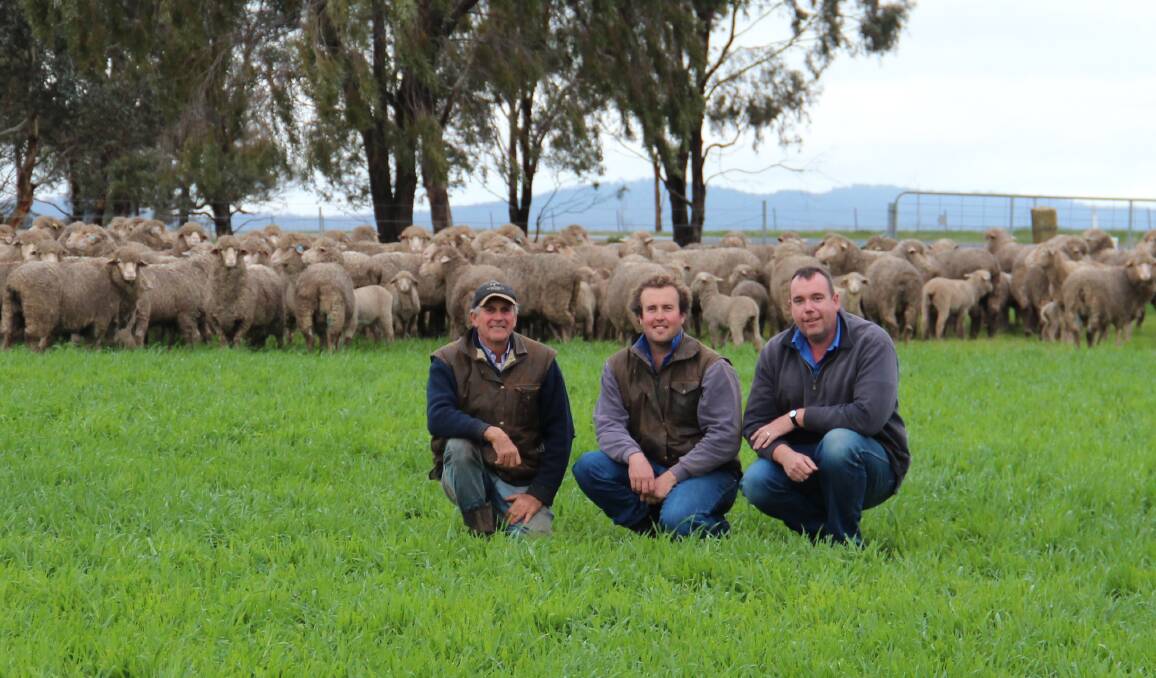 BRED FOR SUCCESS: John Carter, Trent Carter and Steve Cotton are achieving amazing results at the Wallaloo Park Merinos stud in Marnoo. Picture: CONTRIBUTED