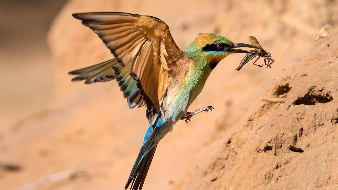 Bee Eater Feeding Young, taken by Jon Tiddy, was the best print photograph in Sunday's 2016 Wimmera Interclub Photographic Competition.
