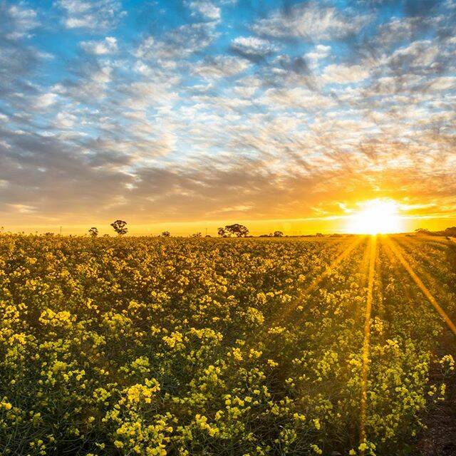 PIC OF THE DAY: Tag us in your photos of the Wimmera on Instagram @wimmeramailtimes and use the hashtag #wakeupWimmera or email cass.dalgleish@fairfaxmedia.com.au to have your pic included! Photo: @55chris, via Instagram - Sunset at Mt Arapiles. I was eaten alive by mosquitoes when I got into the canola crop. But any good sunset is worth the bites.