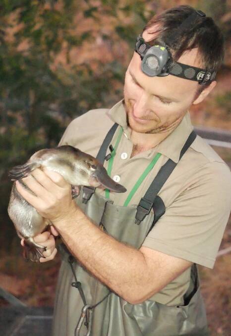 Discovery: Wildlife ecologist Josh Griffiths with the 16-month old female platypus he discovered in the MacKenzie River this week. Photo: Wimmera CMA.