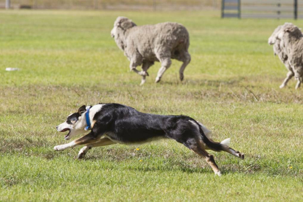 TRAINED: Moyston hosted a sheepdog trial in March, pictured, with Buangor set to host an event on Saturday - its first in decades. Picture: PETER PICKERING