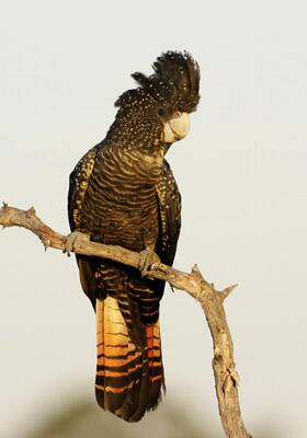 ENDANGER: South-eastern red-tailed black-cockatoo. Picture: CONTRIBUTED
