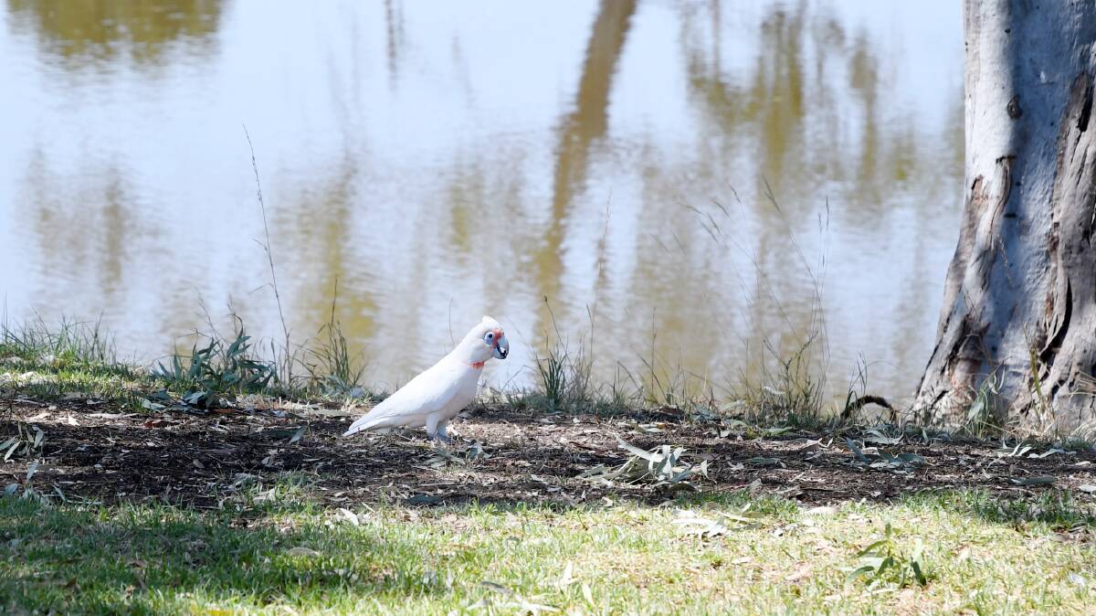 Corellas are an ongoing problem across the Wimmera with their destructive nature.