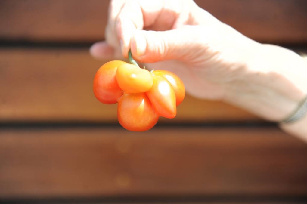 PICK OF THE BUNCH: A peculiar looking tomato was found by a gardener this week. Picture: ELIJAH MACCHIA 