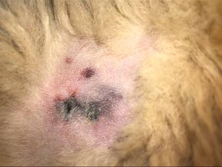 Horsham woman and her pet recovering after vicious attack