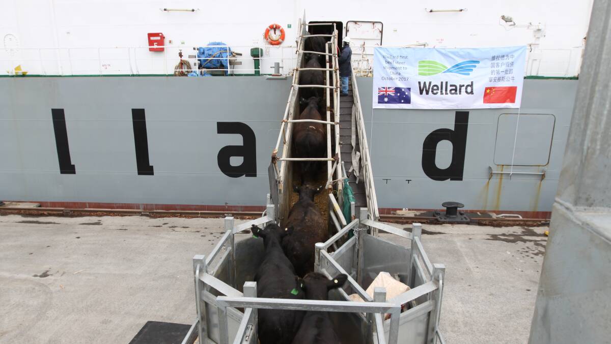INAUGURAL SHIPMENT: Angus cattle are loaded at Portland on to the Wellard Ute for Wellard's first live beef cattle shipment to China on Tuesday. Picture: EVERARD HIMMELREICH
