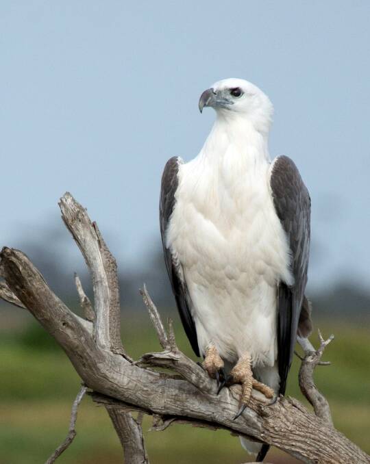 A white-bellied sea-eagle, which can be spotted in the Wimmera. Picture: JENNY STEPHENS