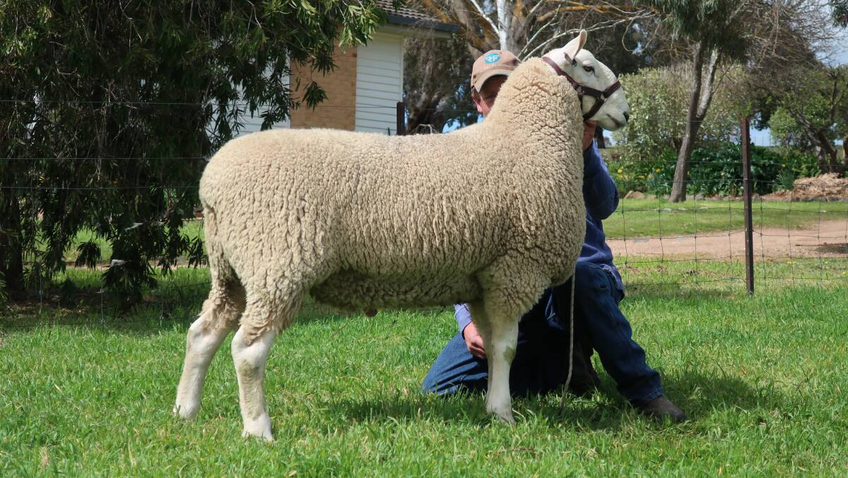 TOP RAM: Ross Jackson holds Lot 3, the top-priced Border Leicester ram, who was sired by Jackson Iron Man and had success at the Australian Sheep and Wool Show.