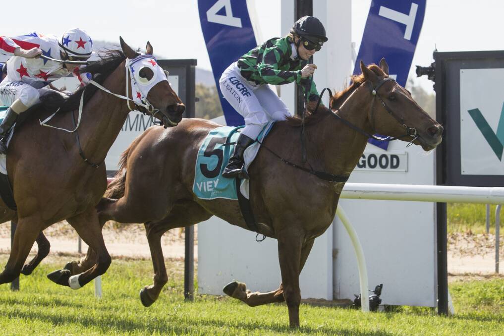 CAN'T STOP WINNING: Golden Oldies wins the Ararat Gold Cup in November. He is nominated for Country Racing Victoria Horse of the Year. Picture: Peter Pickering. 