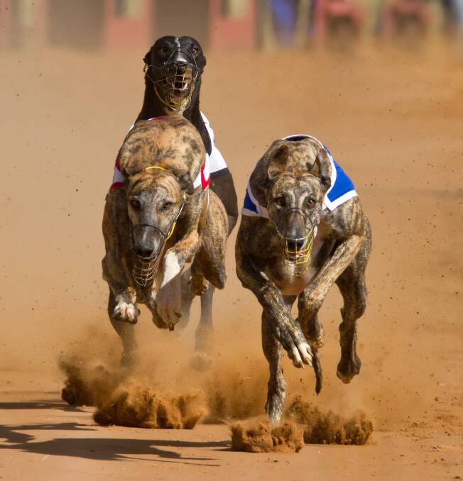 ACTION: The CHS Group Cup Carnival will start to heat up at Horsham Greyhound Racing Club on Friday, with the running of heats for the 485m Group 2 event.