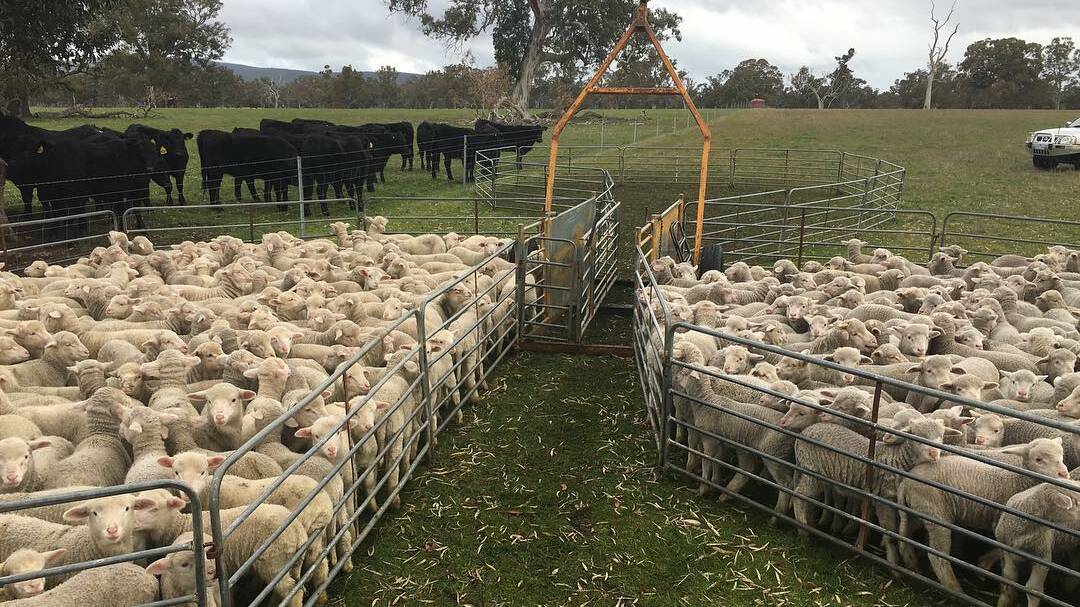 "I was so intrigued by the difference in colour of these two mobs of merino lambs run on pasture paddocks side by side," writes @kazzahoopics on social media. 
