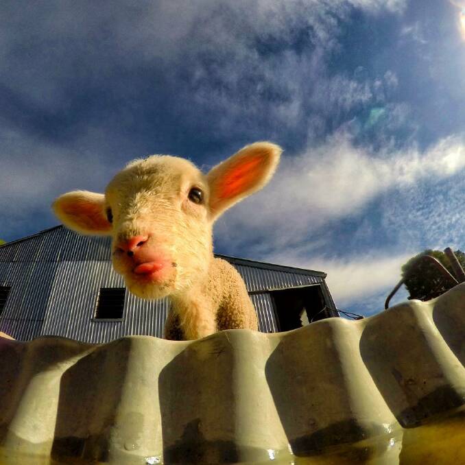 CUTE AS A BUTTON: "Nosey little lamb. Mounted my go pro to the fence and everyone needs a selfie," @tink_kl wrote via Instagram using #WimmeraFarmer. 