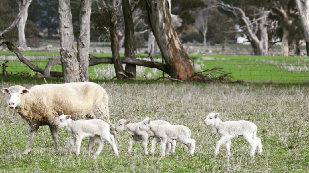 NEW LIFE: "Mother of the year looking after her four lambs very well," wrote @kazzahoopics using #WimmeraFarmer on social media. 